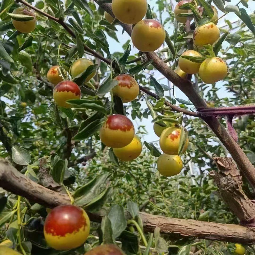 枣点好运