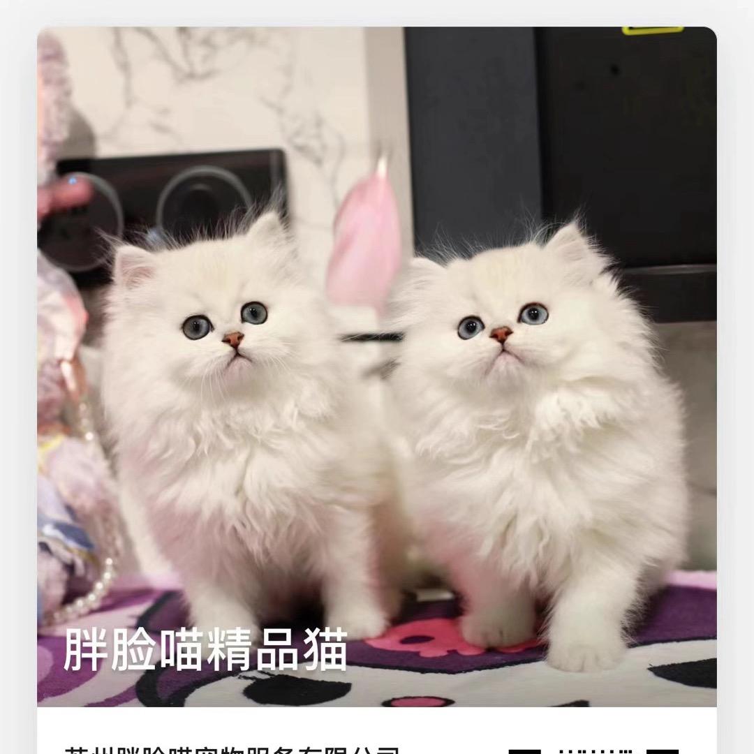 胖脸喵萌宠