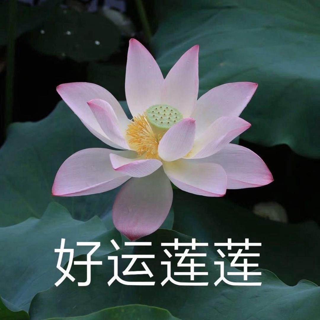 好运莲莲🪷🪷