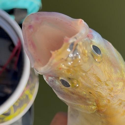 囿🐟