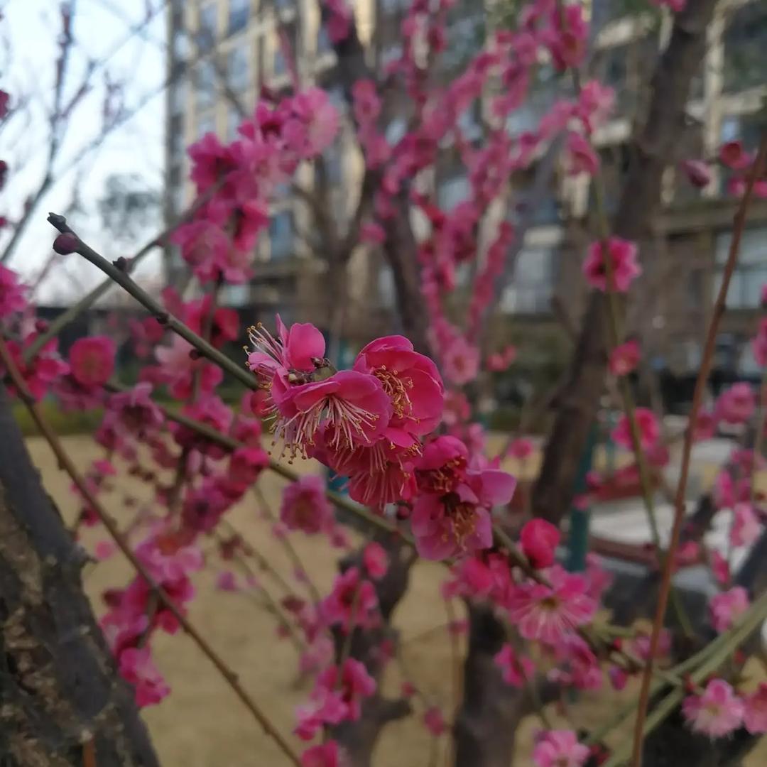 辰铭乐