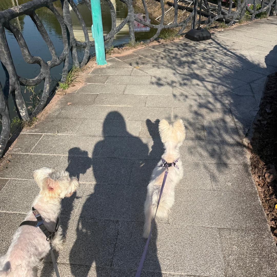 六六的毛孩子们