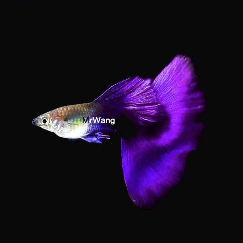 铁岭王多鱼