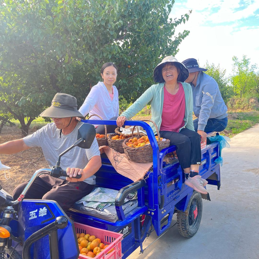 姥爷家杏林（石片黄杏）