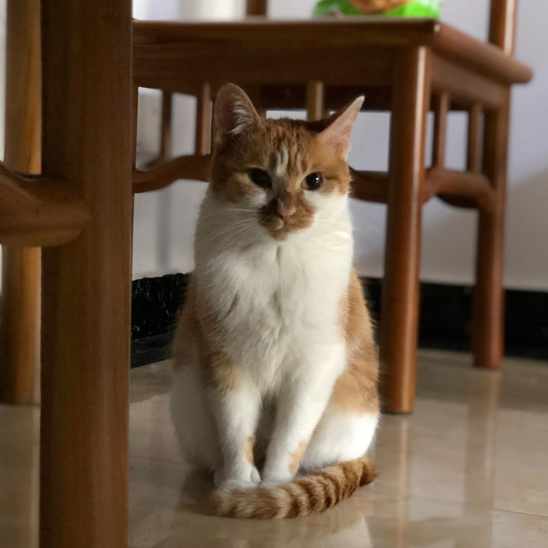 狗老爹