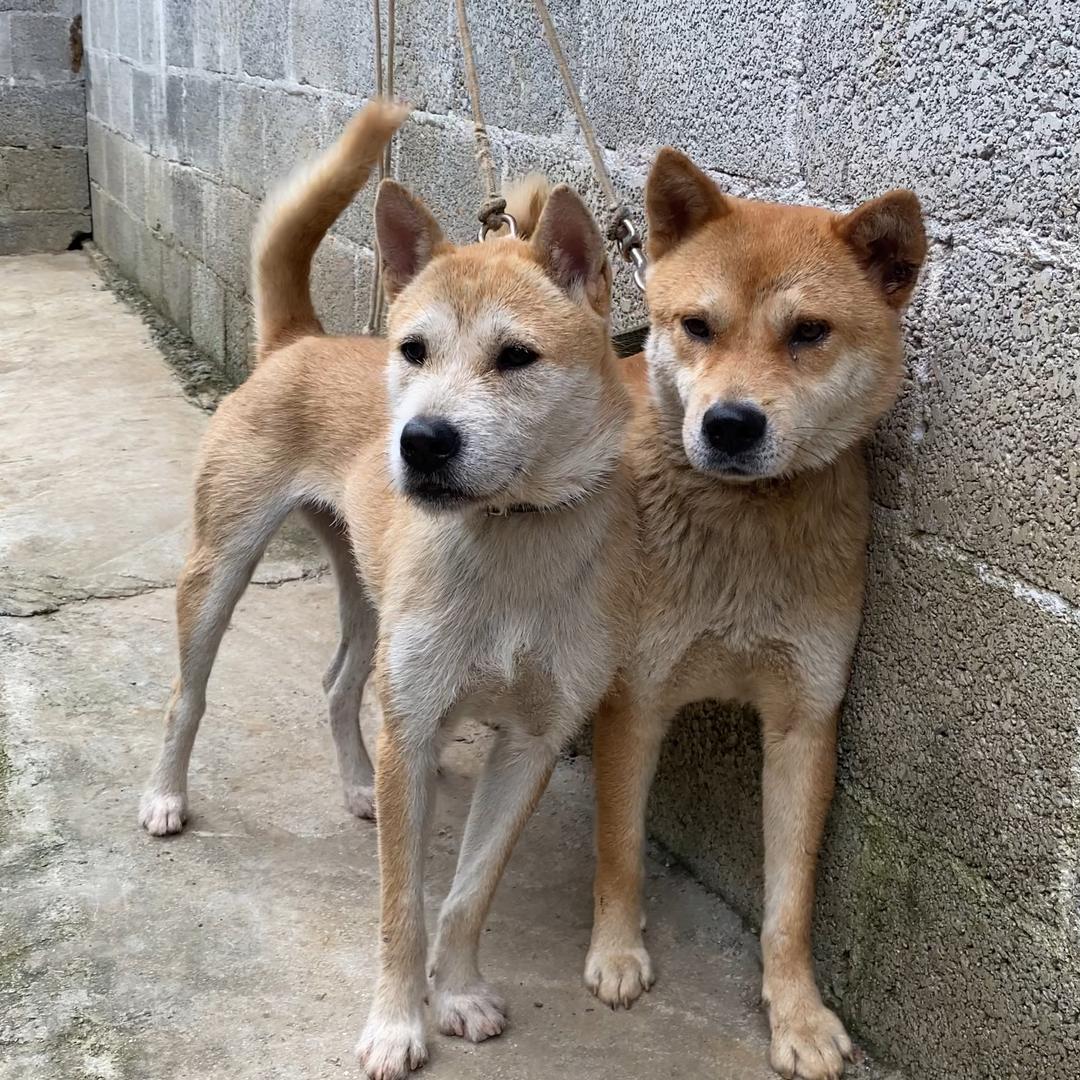 狼王