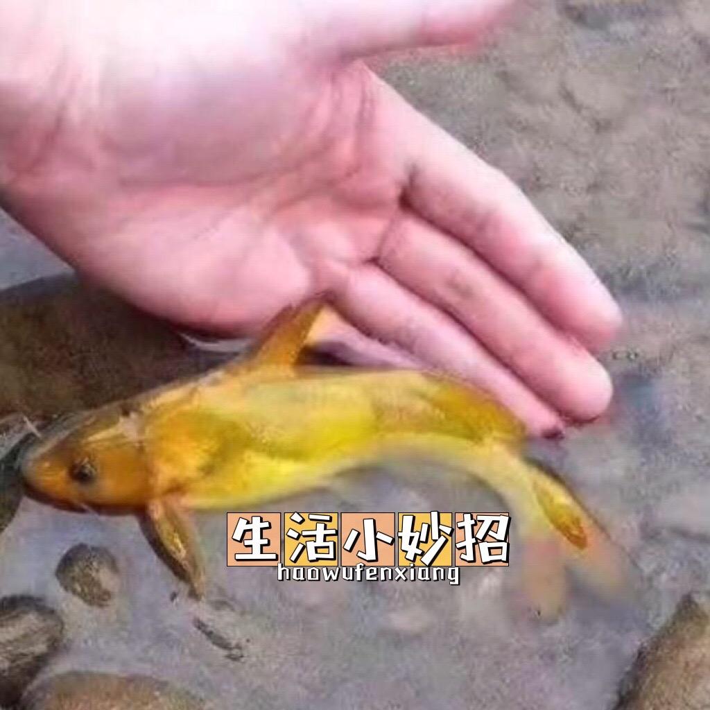 生活小妙招分享🐟🐟🐟