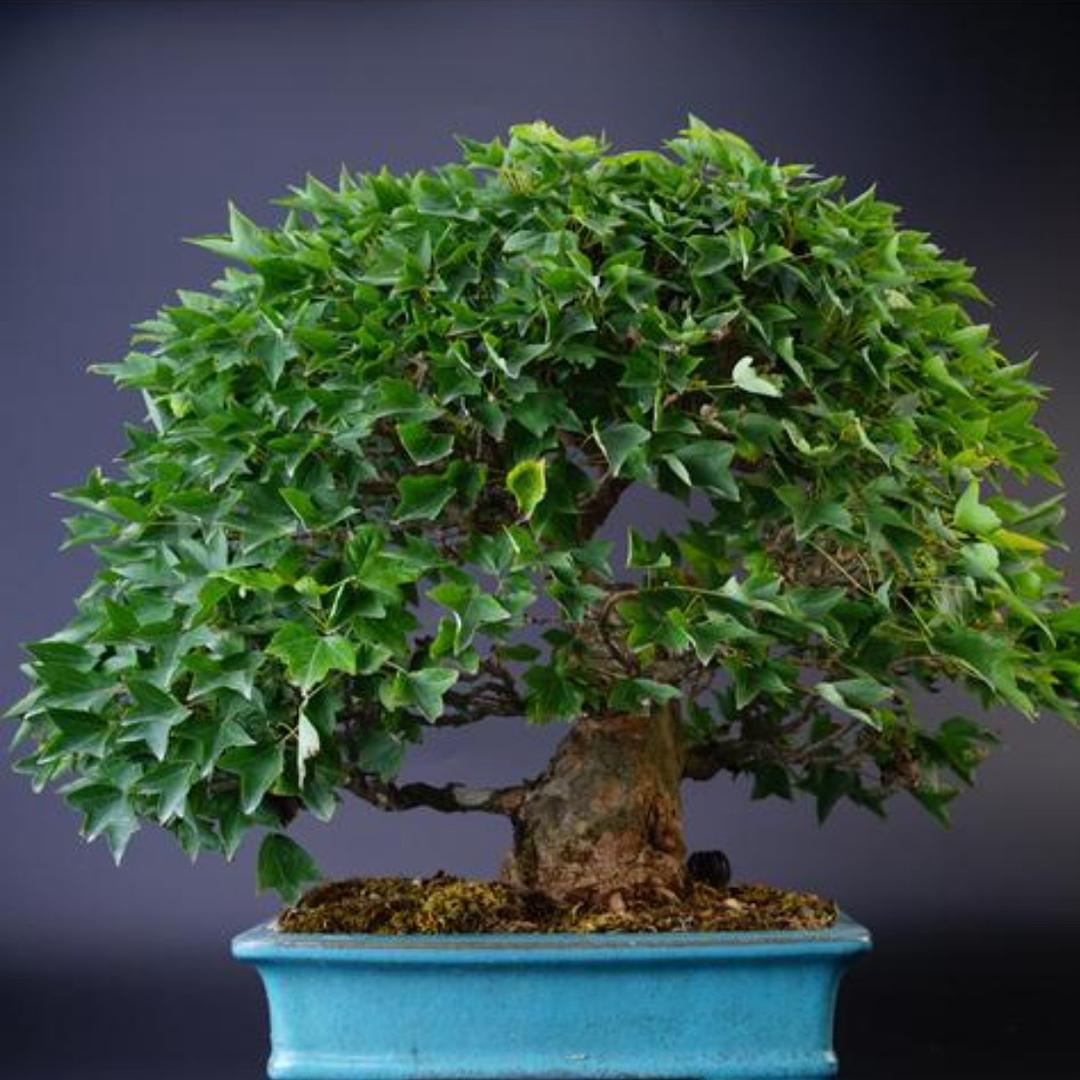 小刘盆景花卉