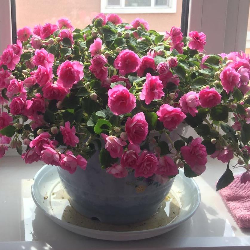 幸福的小花