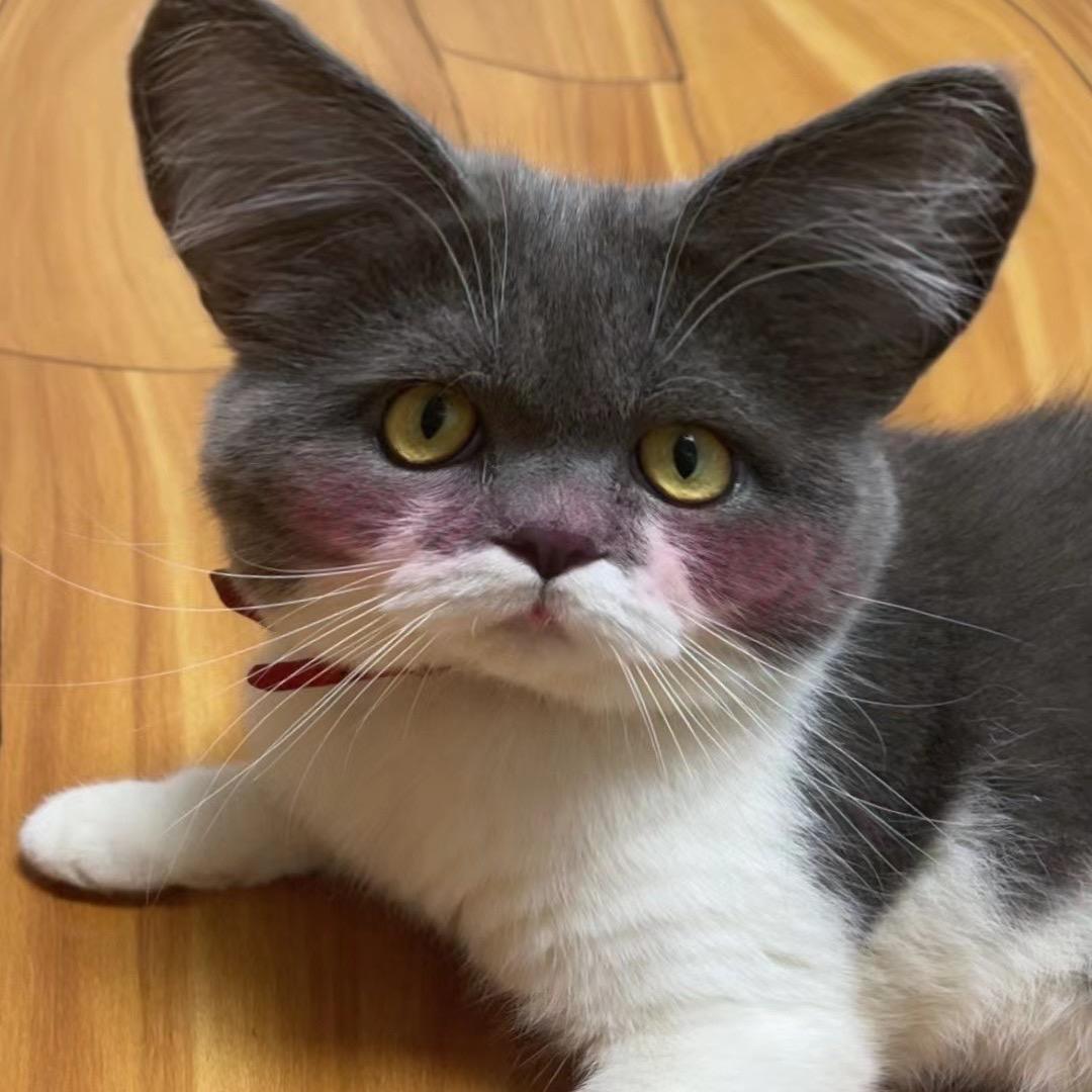 能炫两碗大米饭