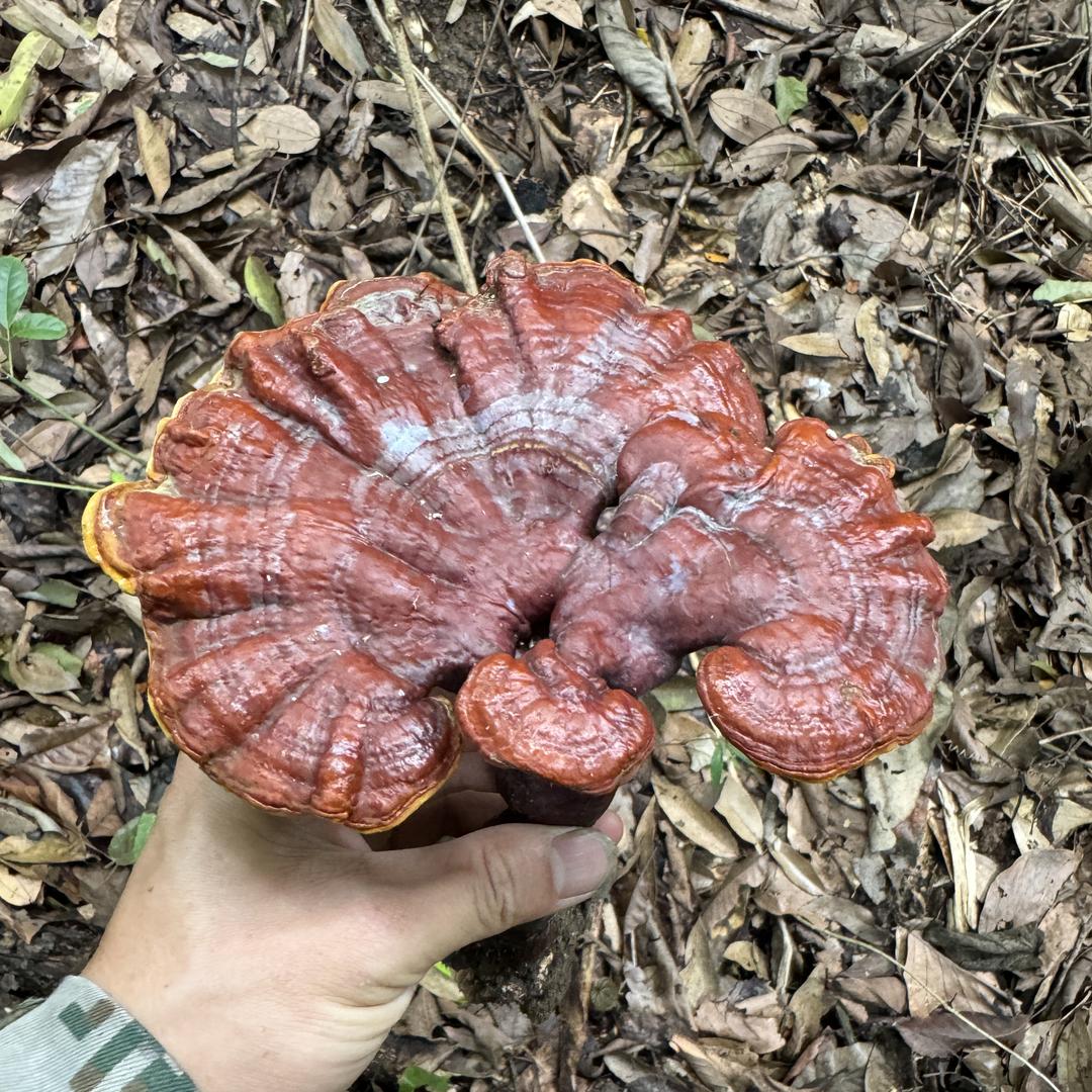 明天山货