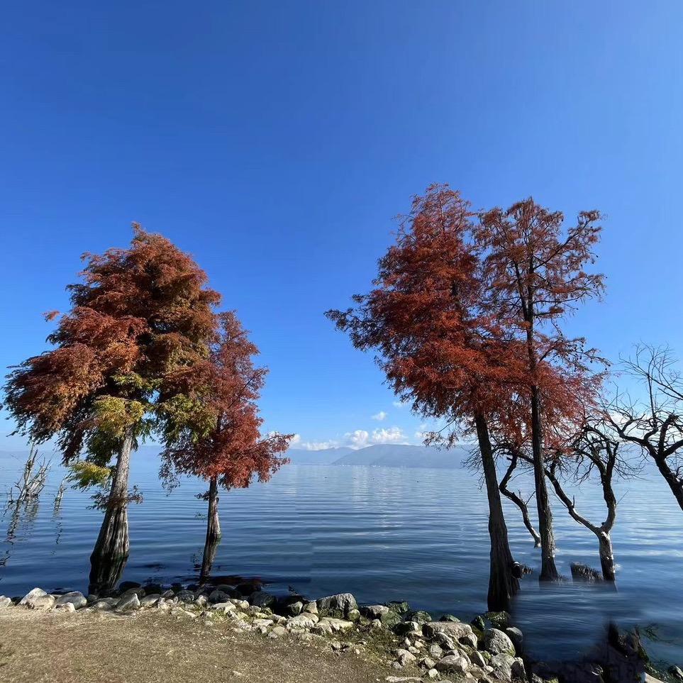 田野