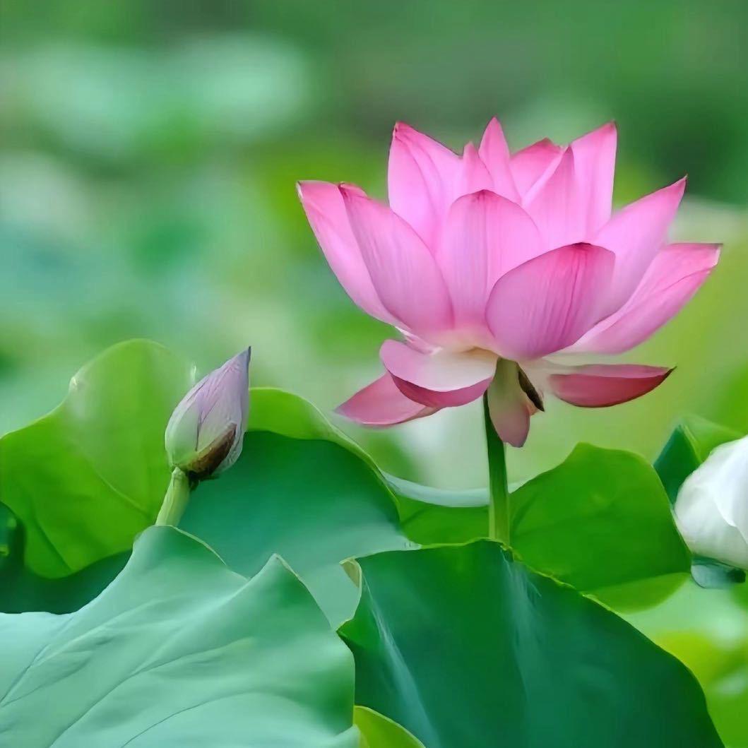 好运莲莲