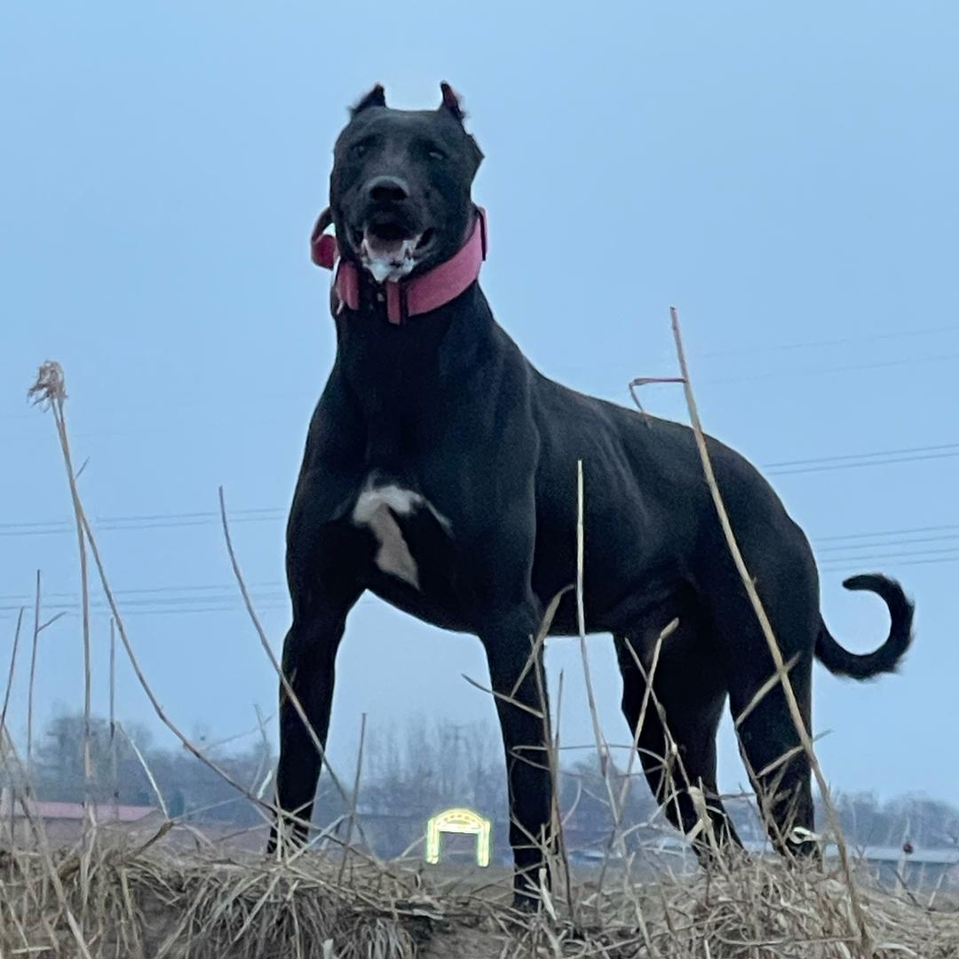 单挑王 抓跑公爵