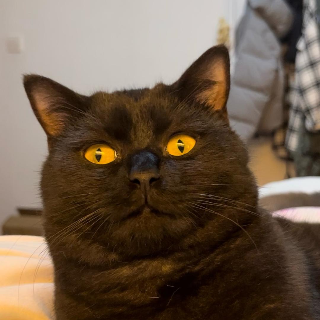 雪顶山的咖啡猫