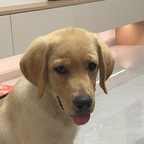 陈白狗