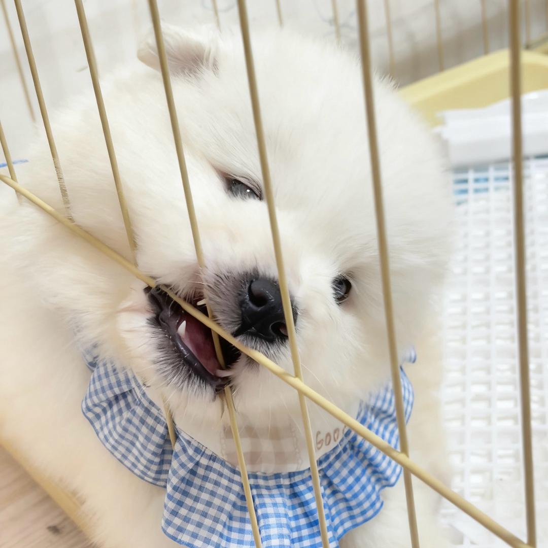 朗姆今天吃饱了吗🥕