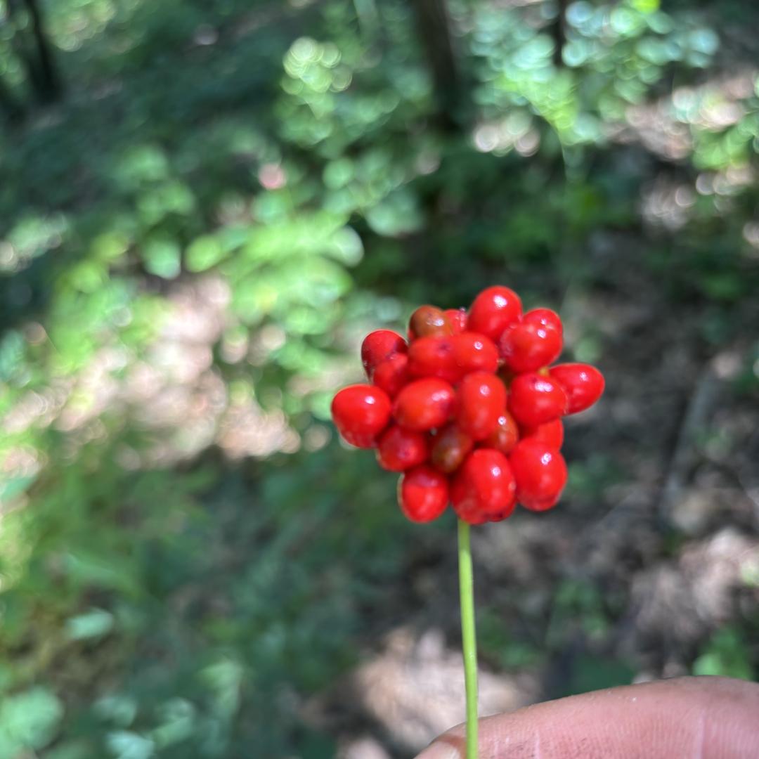 桓仁山草堂参茸行竞拍号