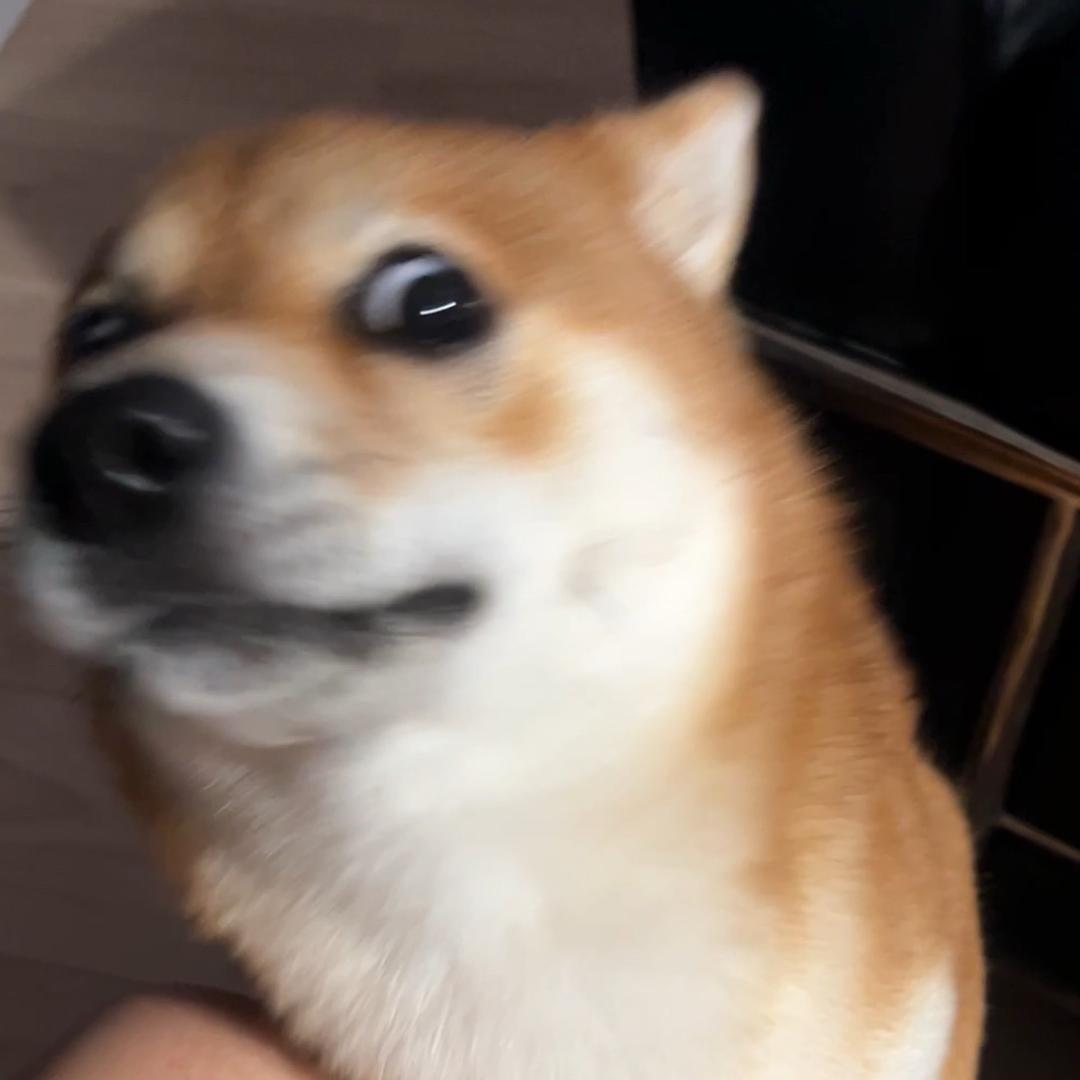 饺⚡️祖玛竜
