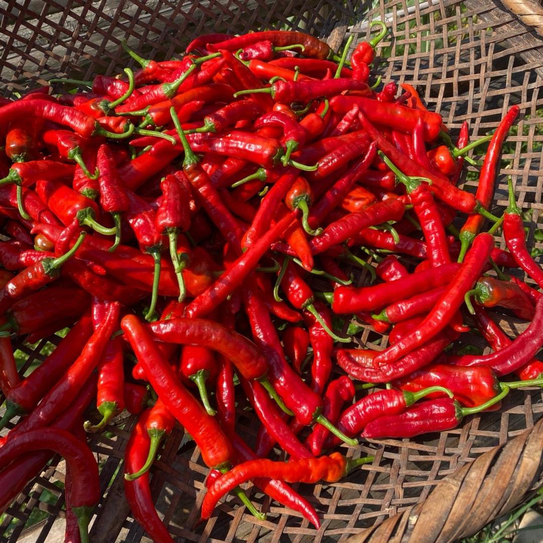 高山辣椒王