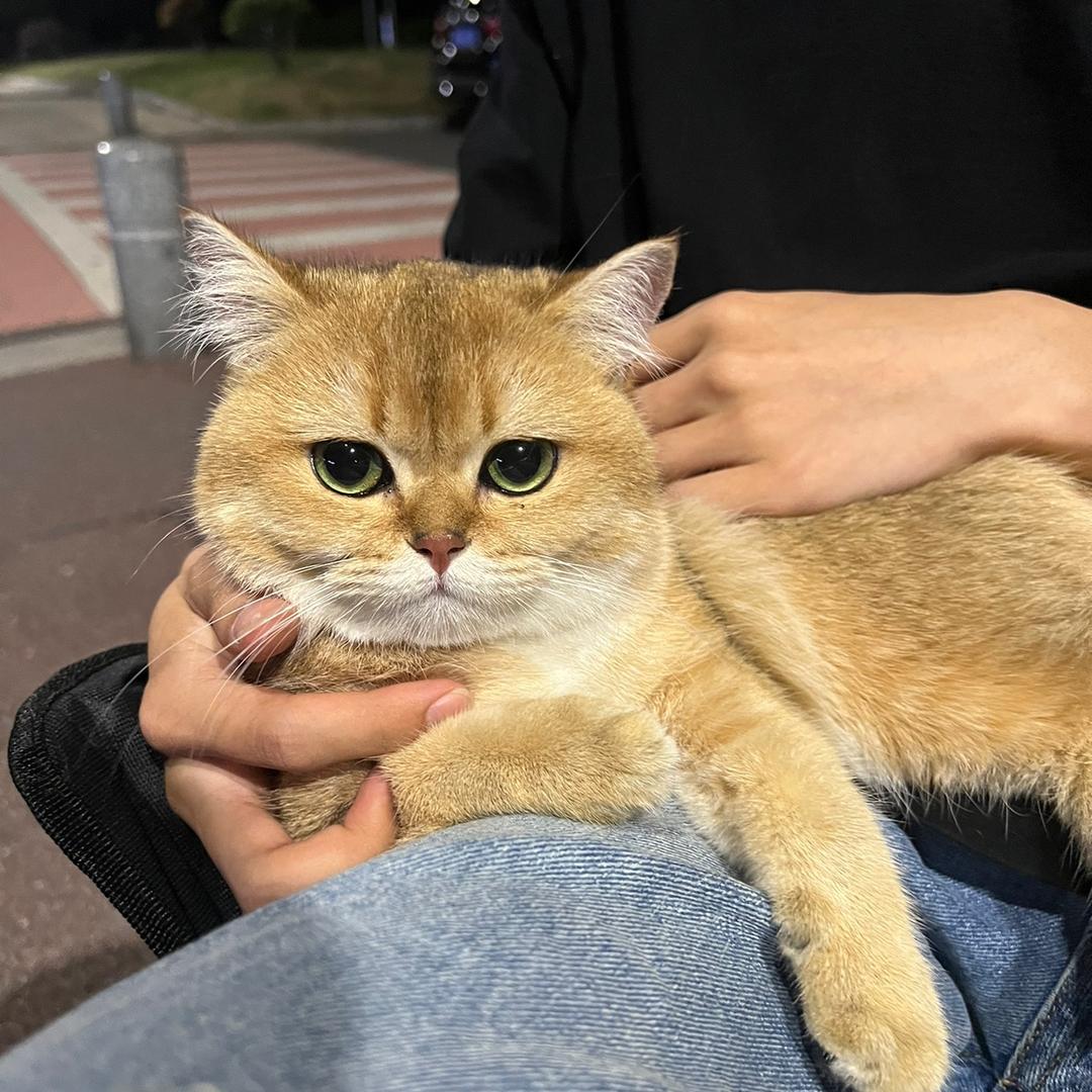 犀莉仔