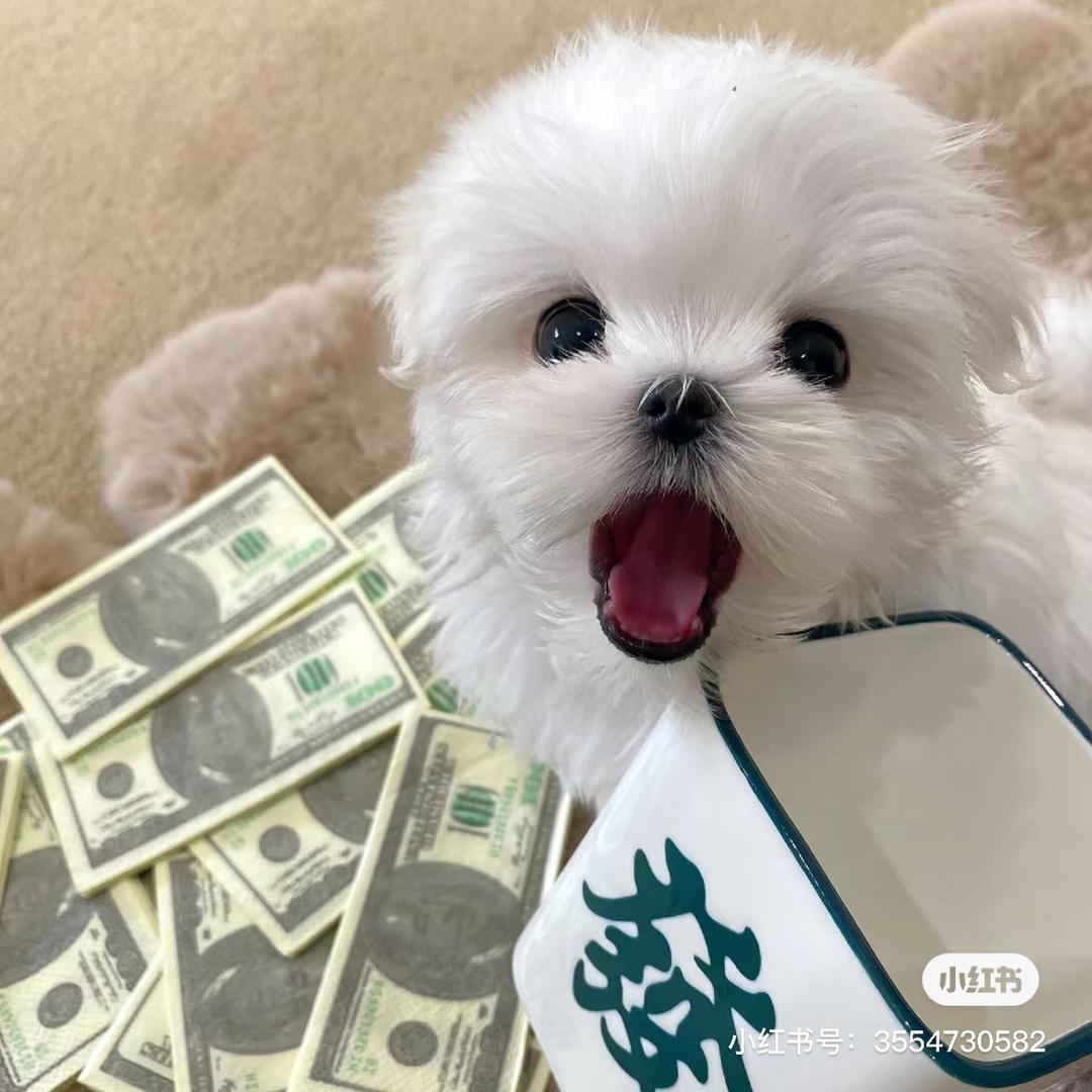 两只饭饭（每晚7点直播