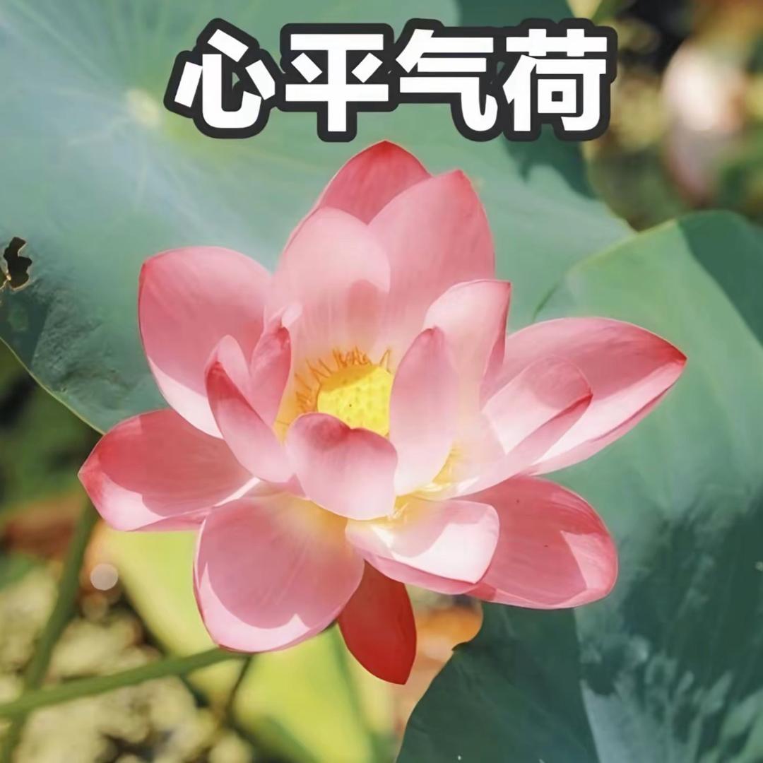 两只羊羊羊羊°