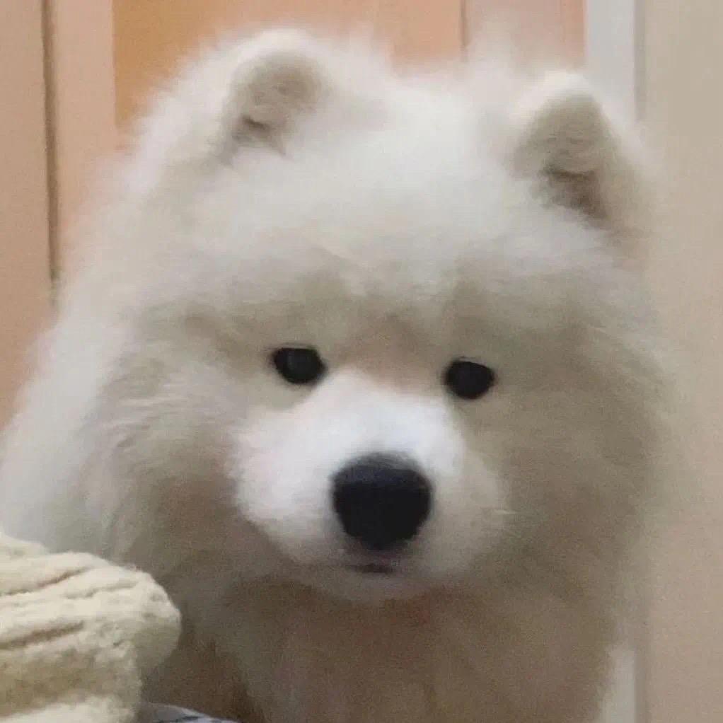 失眠吐司