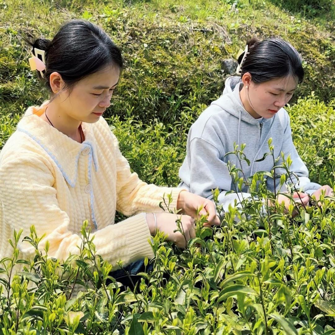 西黄山安徽石台县西黄山茶叶实业有限公司茶叶专卖店