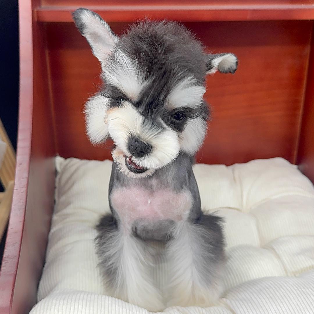 墩墩家的雪纳瑞