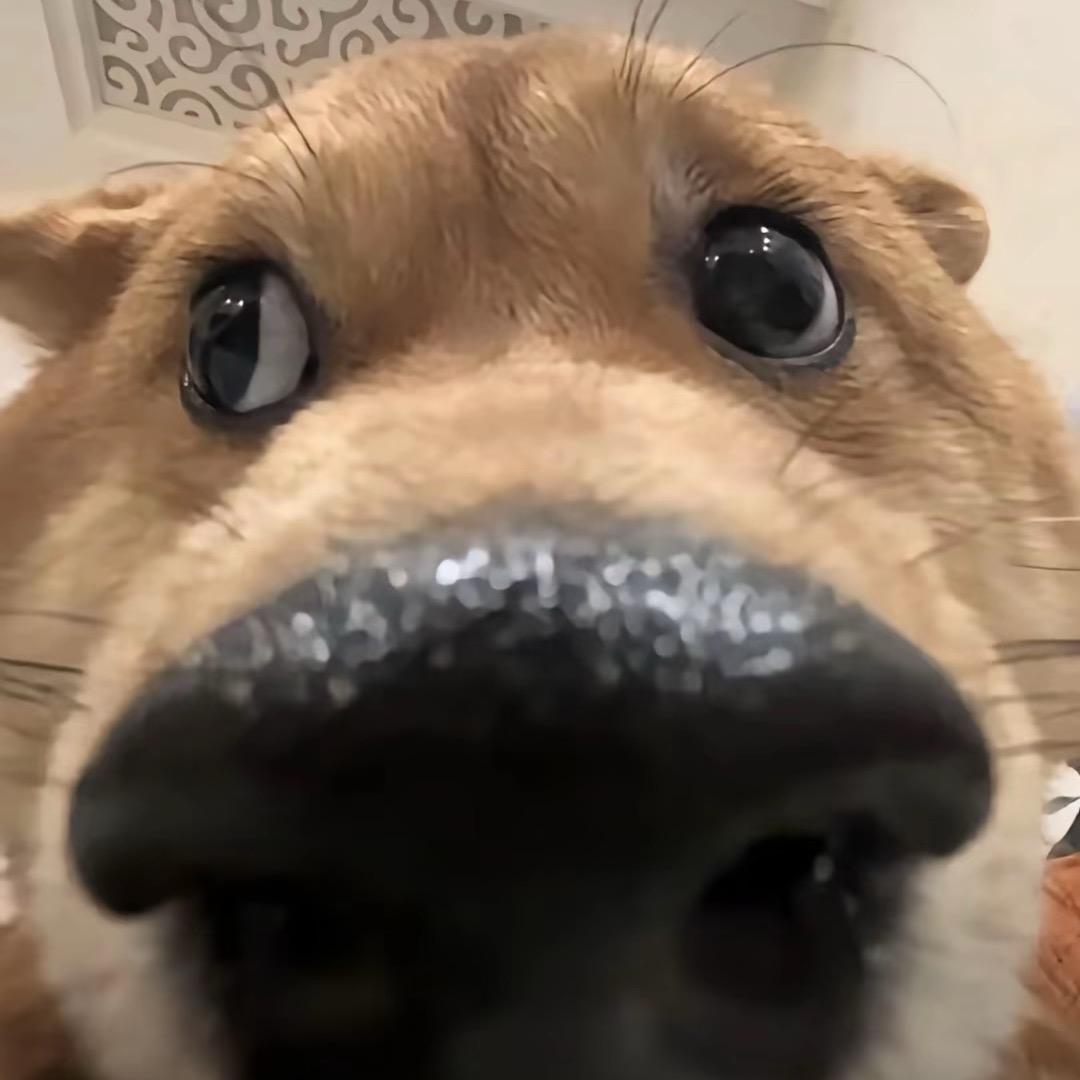 超级河马