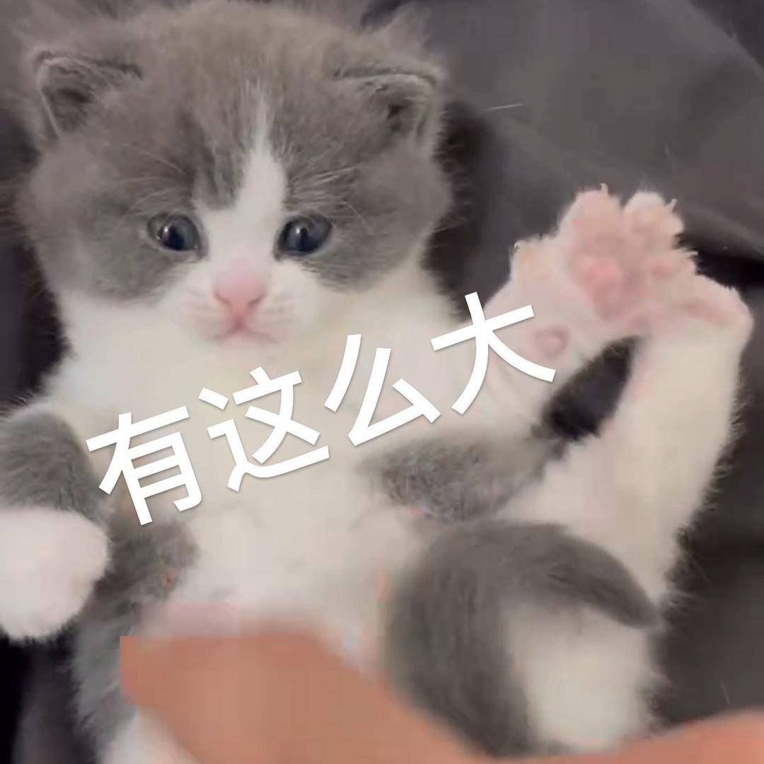 核桃.