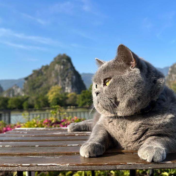 泰古汇-蓝猫大头