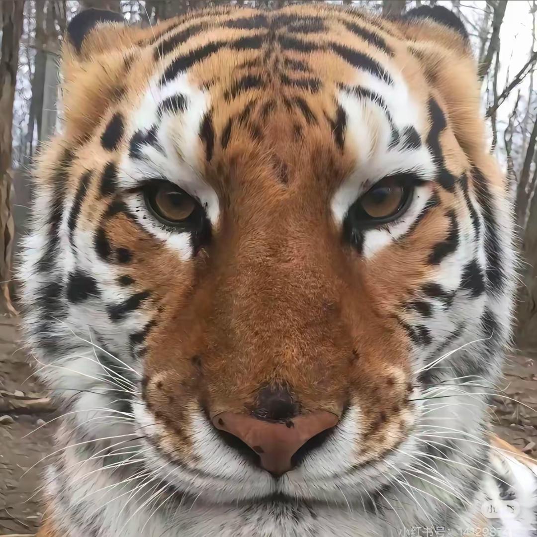 西伯利亚猛虎
