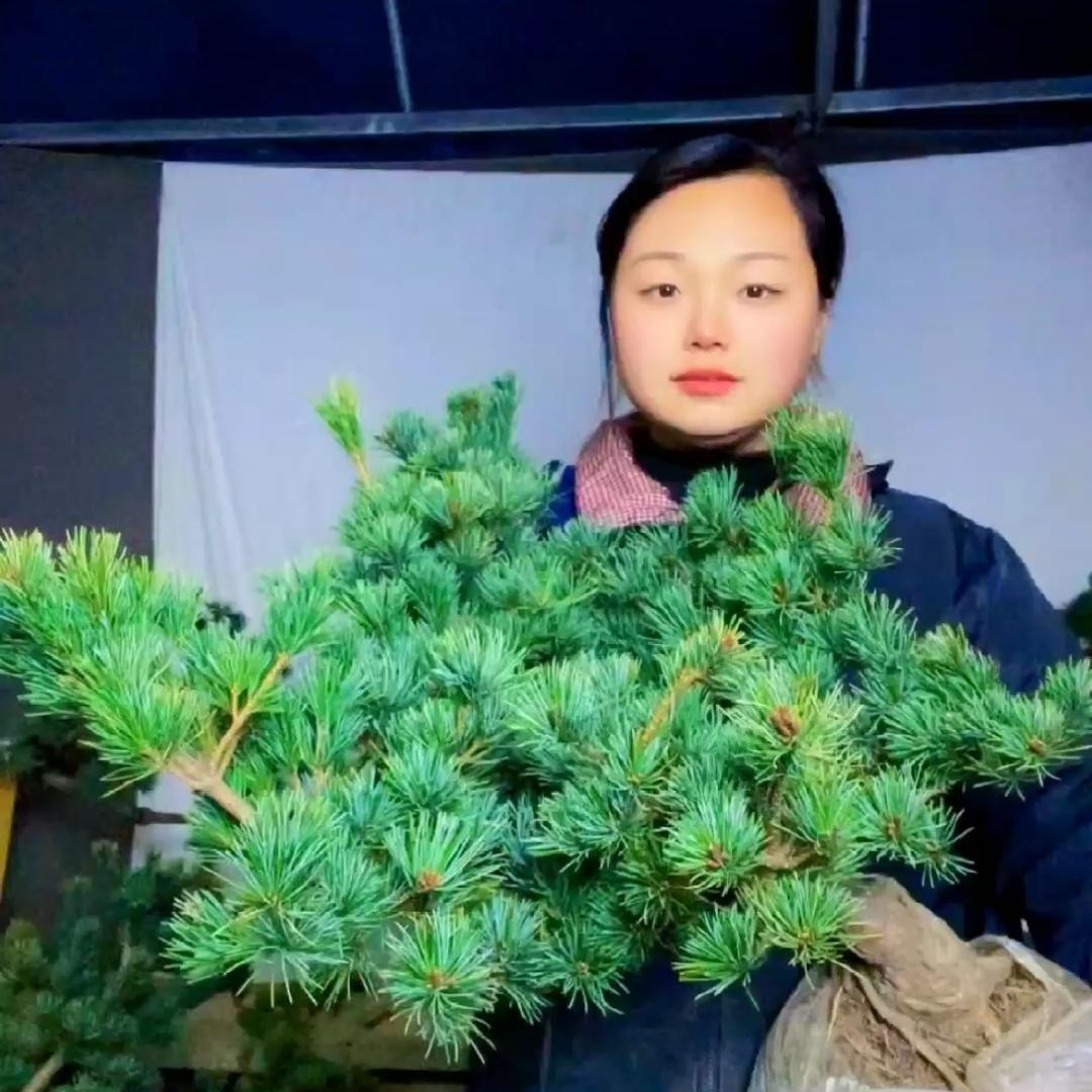 鑫世彩花卉盆景