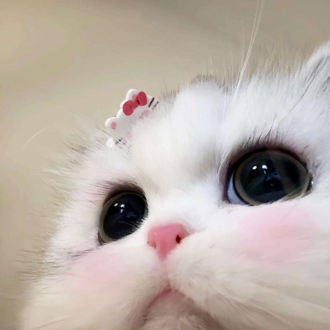 冯王的福