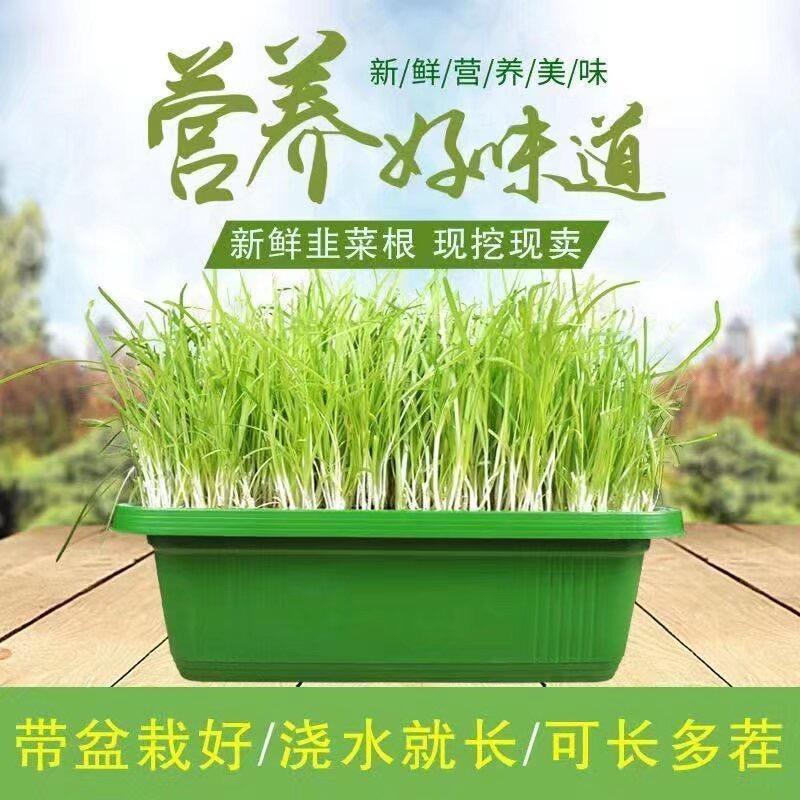 一姐菜园