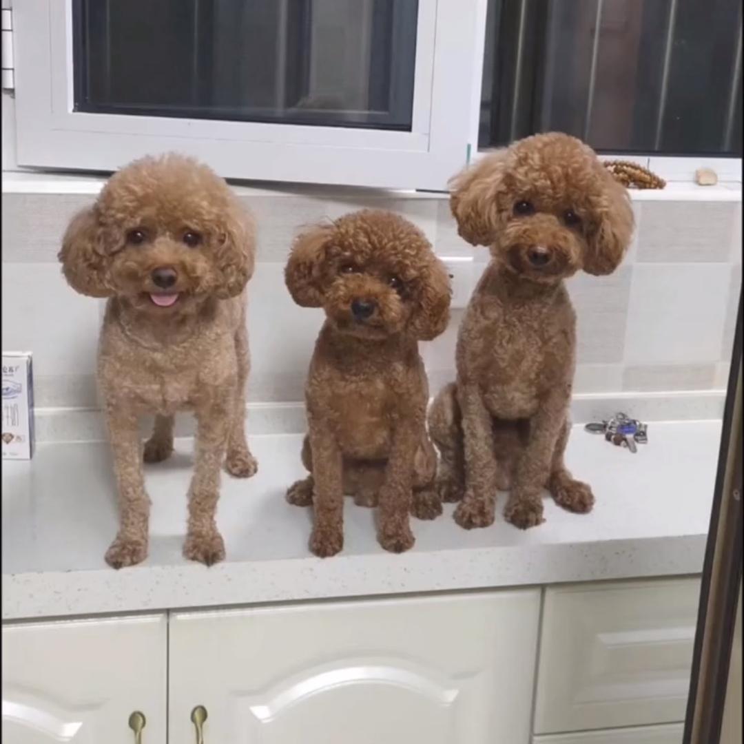 我和我的毛孩子们