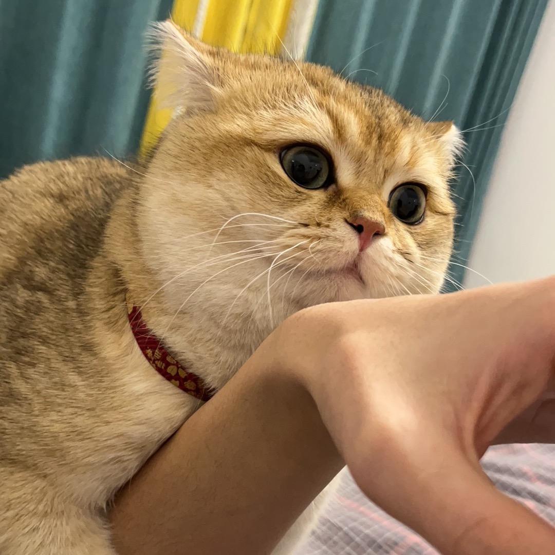 小武👦的武小🐱