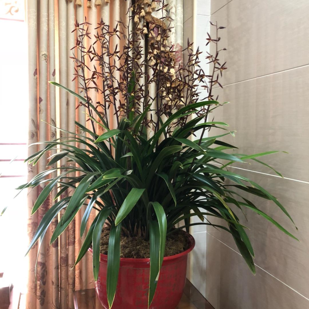 好盆友木林森