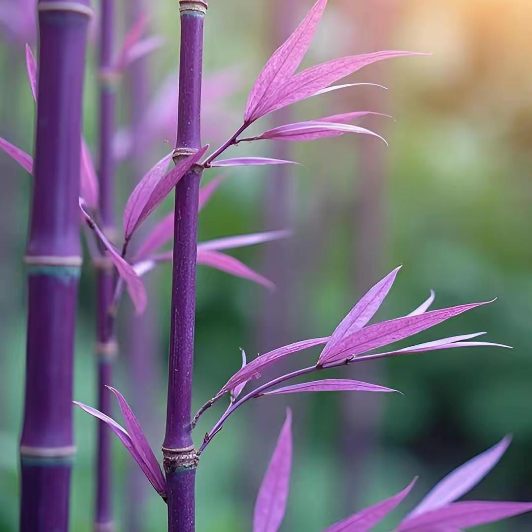 渺茫者