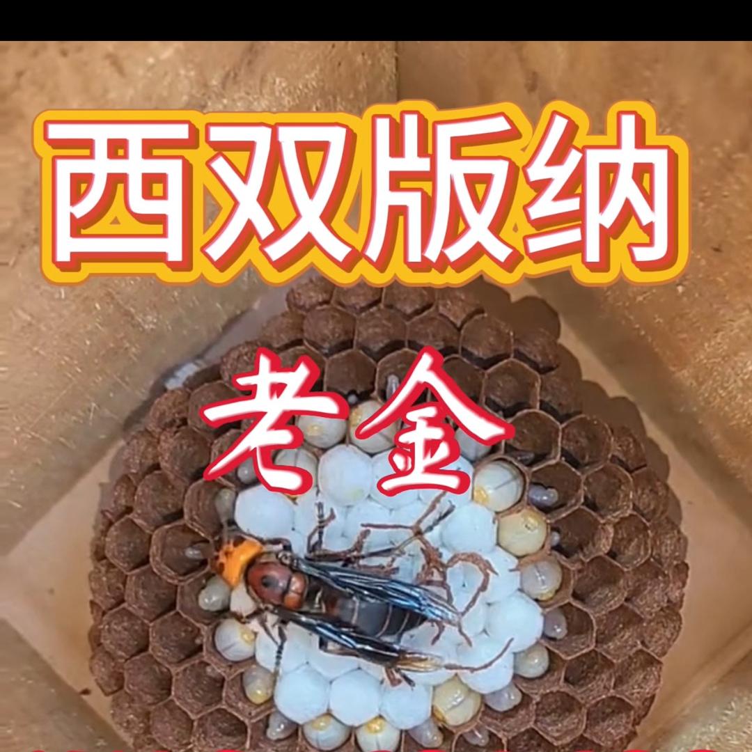 西双版纳老金