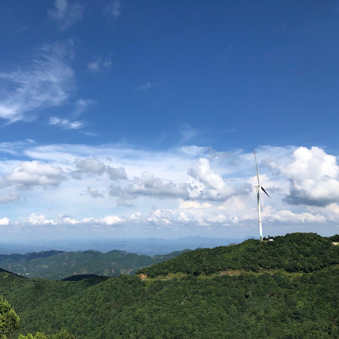 山围镇林下跑山鸡