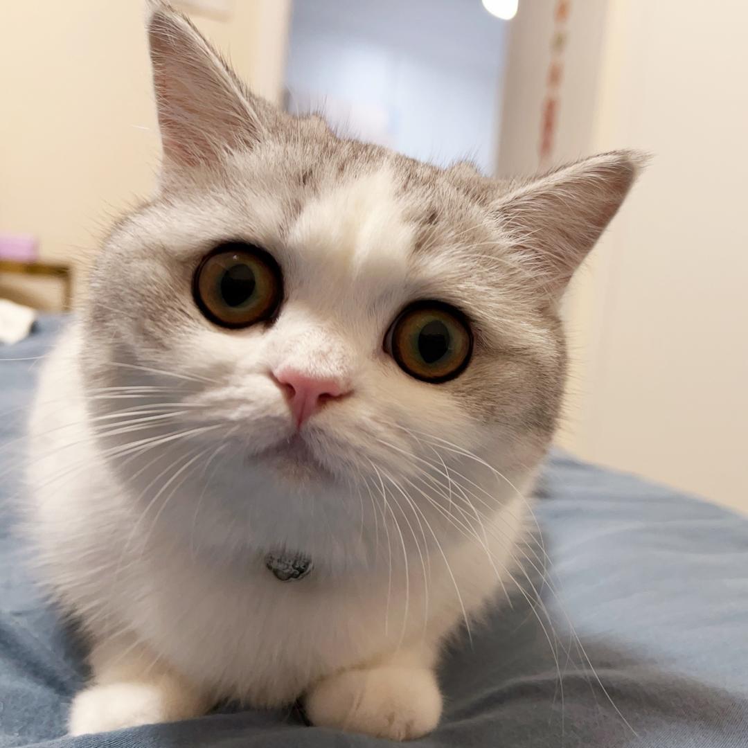 萌萌是猫不让抱