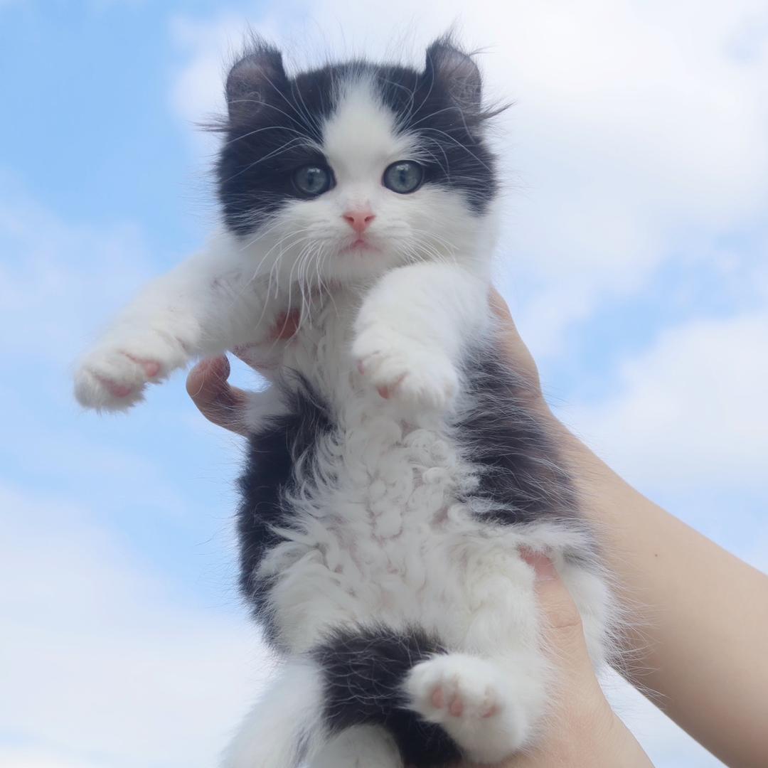 喵世界猫舍