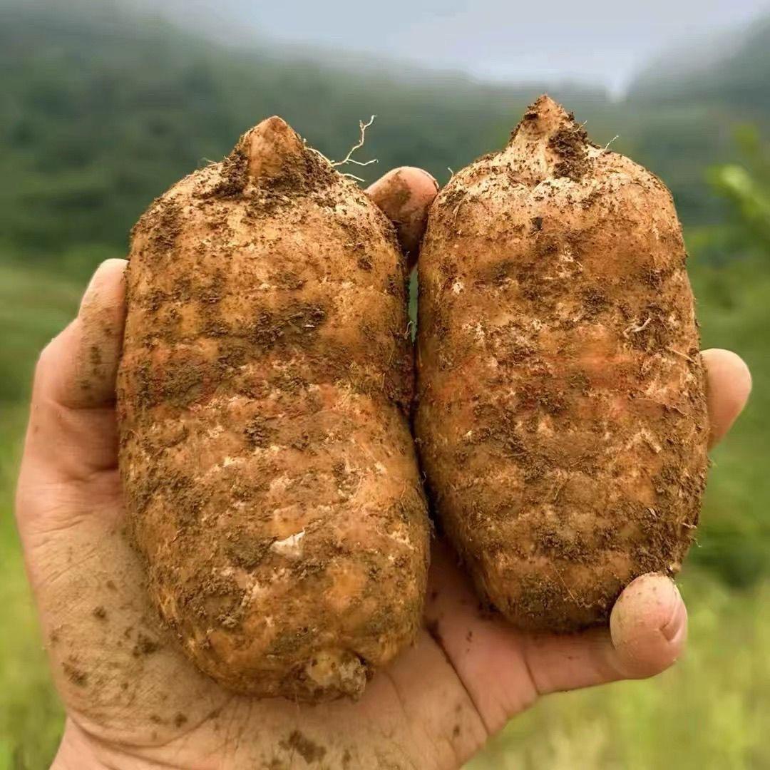 大山特产供应链