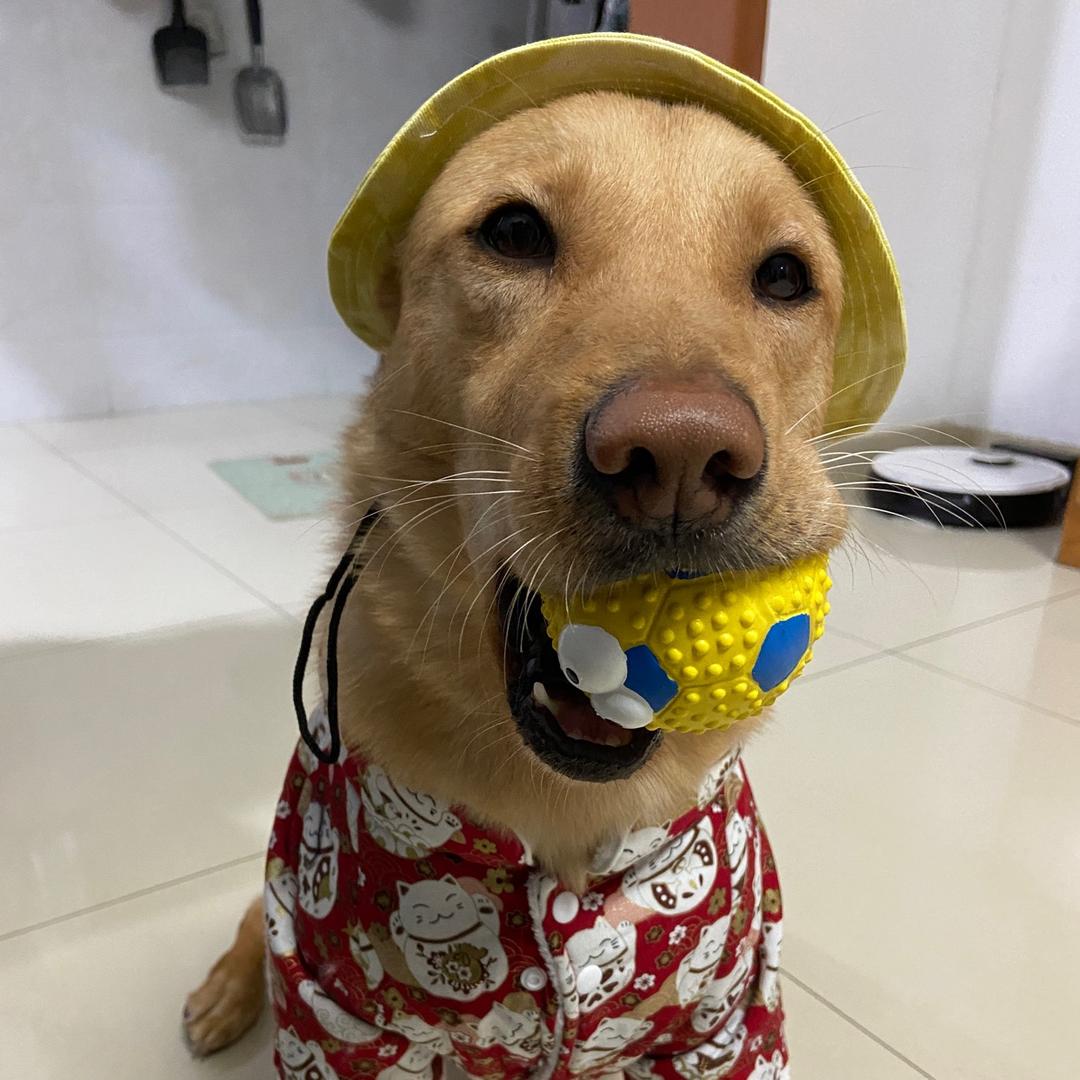 杠杠土狗爱撒娇