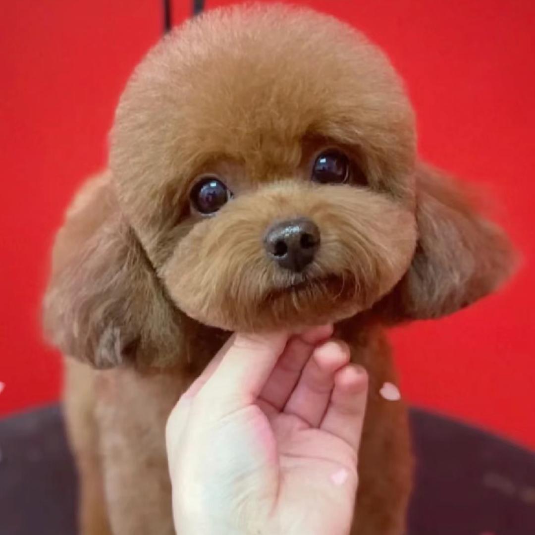 泰迪（旺财）边牧（坦克）日常