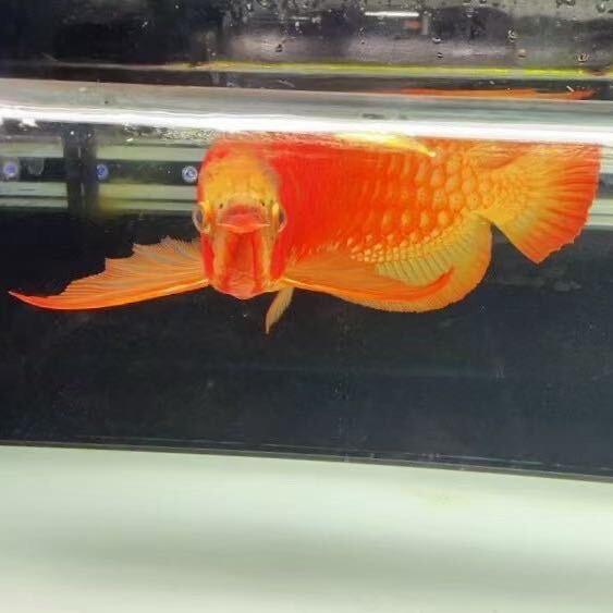鲸喜水族敖氏Lucky