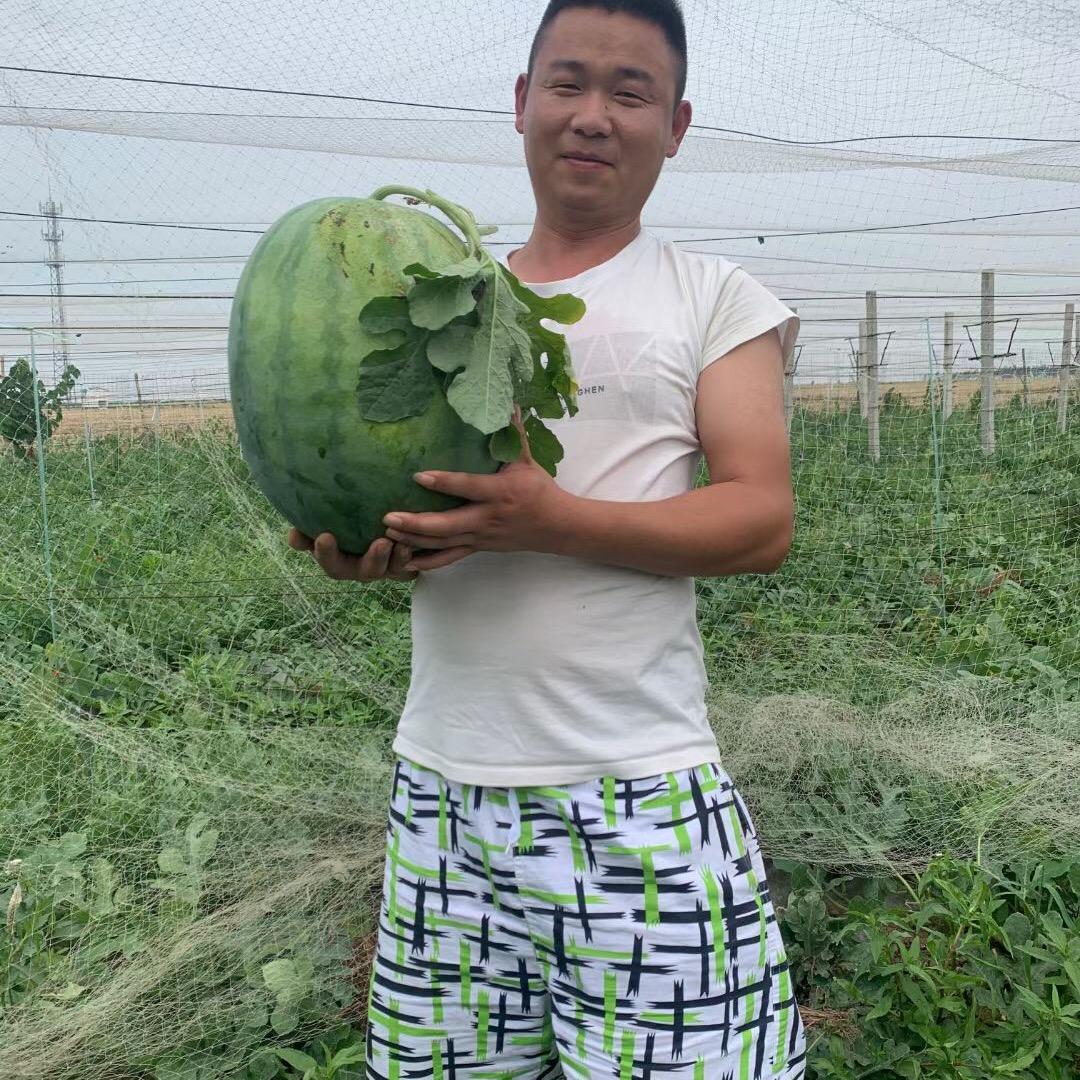 🍉🍉瓜哥🍉🍉
